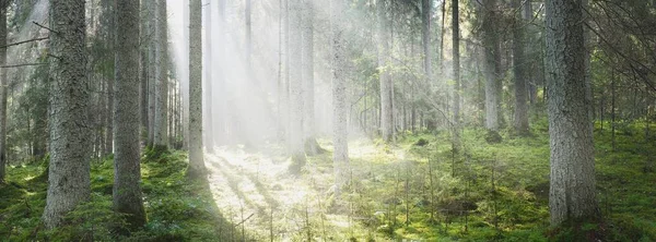 Güneş ışınları kozalaklı ağaç gövdelerinden gün doğumunda akıyor. Sabah sisinde Evergreen Ormanı. Genç köknar ve uzun çam ağaçları. Idyllic manzara. Finlandiya 'da çevre koruma