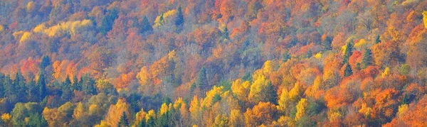 Golden Forest Hills Morning Fog Panoramic Aerial View Dreamlike Autumn — Stock Photo, Image