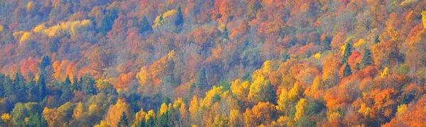 Golden Forest Hills Morning Fog Panoramic Aerial View Dreamlike Autumn — 图库照片