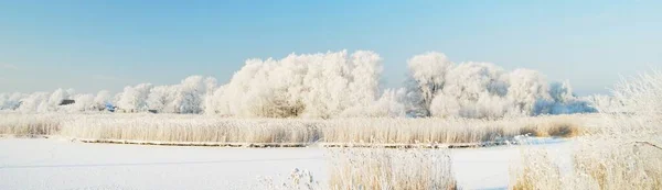 Lac Gelé Grands Arbres Feuilles Caduques Dans Gelée Blanche Après — Photo