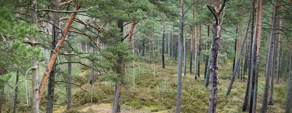 Kozalaklı ormanda bir patika, eski çam ve ladin ağaçları yakın, yerde yosunlar. Baharın başında. Finlandiya