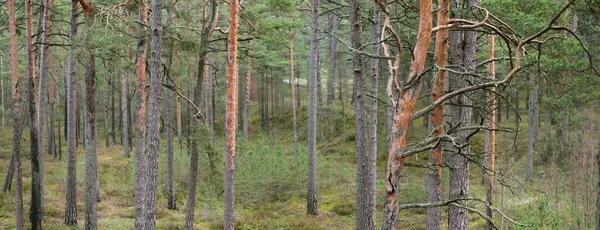 Alte Bemooste Kiefernstämme Großaufnahme Ein Blick Den Nadelwald Vorfrühling Finnland — Stockfoto
