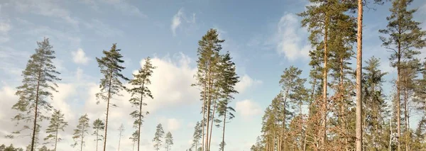 Potężne Wiecznie Zielone Sosny Czyste Błękitne Niebo Wczesna Wiosna Finlandii — Zdjęcie stockowe