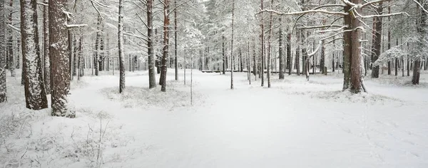 Ścieżka Przez Las Sosnowy Pokryty Śniegiem Śnieżyca Drzewa Bliska Krajobraz — Zdjęcie stockowe