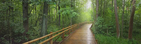 Современная Деревянная Извилистая Тропа Через Зеленые Лиственные Деревья Общественном Парке — стоковое фото