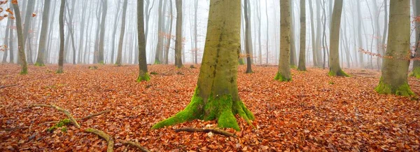 Vue Panoramique Mystérieuse Forêt Hêtres Des Arbres Gros Plan Brouillard — Photo