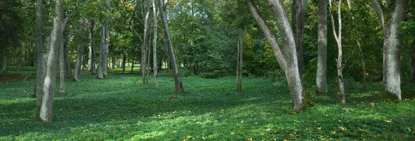 Vista Panorâmica Parque Cidade Close Bordo Carvalhos Com Folhas Coloridas — Fotografia de Stock