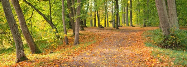 森林公園内の道 田舎道 カラフルな緑 オレンジ 金色の葉を持つ強大な木 ハイキング ノルディックウォーキングの概念 — ストック写真