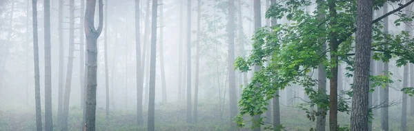 Живописный Панорамный Пейзаж Вечнозеленого Леса Густом Белом Тумане Атмосферный Осенний — стоковое фото