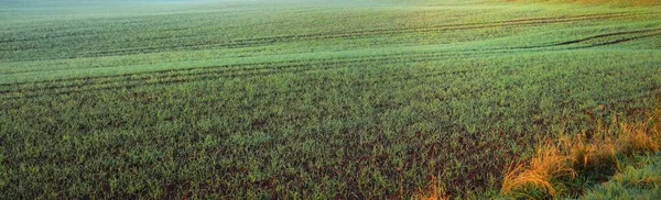 Green Plowed Agricultural Field Tractor Tracks Close Picturesque Panoramic Landscape — Stock Photo, Image