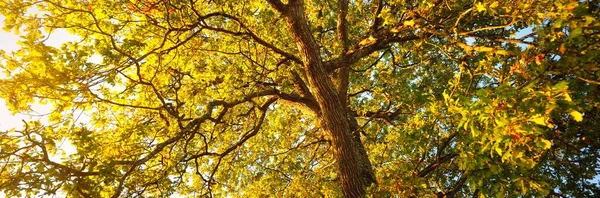 Low Angle View Mighty Trees Colorful Green Yellow Orange Golden — стоковое фото