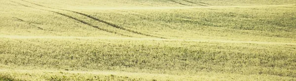 Green Plowed Agricultural Field Tractor Tracks Close Picturesque Panoramic Landscape — Stock Photo, Image