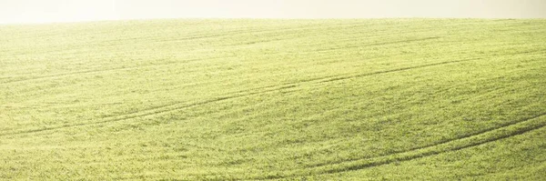緑の耕作農地 トラクタートラック クローズアップ 絵のように美しいパノラマの風景 田舎の風景 自然パターン テクスチャ — ストック写真