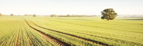 Могучий Дуб Зелеными Золотыми Листьями Вспаханном Сельскохозяйственном Поле Тракторными Дорожками — стоковое фото