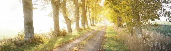 Single Lane Rural Road Alley Mighty Trees Natural Tunnel Sunlight — Stock Photo, Image