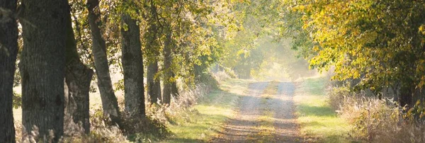 Single lane rural road (alley) through the mighty trees. Natural tunnel. Sunlight, sunbeams, fog, shadows. Fairy autumn scene. Hope, heaven concepts. Nature, ecology, walking, cycling