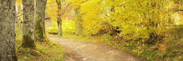 森林公园的小径 乡村道路 五彩缤纷的绿树 金黄色的叶子 生态旅游 北方步行的概念 — 图库照片