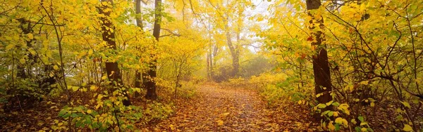 Pathway Rural Road Alley Forest Park Mighty Trees Colorful Green — стоковое фото