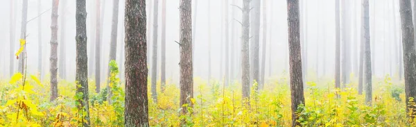Fenséges Erdő Ködben Hatalmas Fák Színes Levelek Moha Páfrány Növények — Stock Fotó