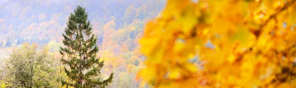 Schilderachtig Panoramisch Luchtlandschap Van Een Gouden Herfstbos Machtige Bomen Zacht — Stockfoto