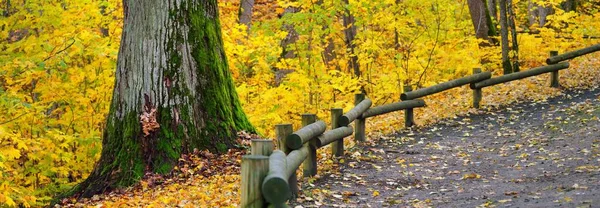 Camino Través Las Colinas Del Bosque Árboles Caducos Con Hojas —  Fotos de Stock