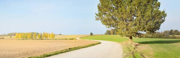 清澈的一天 一条空旷蜿蜒的乡村小路穿过田野和树木 中午温暖的阳光 晴朗的天空 从车上看到的风景旅行目的地 — 图库照片