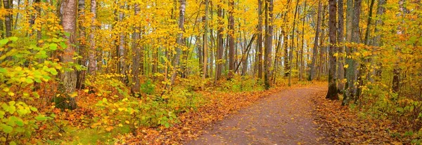 공원내의 노란색 오렌지색 황금빛 나무들 생태관광 하이킹 노르딕걷기 — 스톡 사진