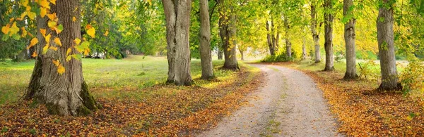 一条空旷的乡间小路 穿过五彩缤纷的落叶树 长满了绿色 红色和黄色的叶子 柔和的夜光 生态旅游 自行车 — 图库照片