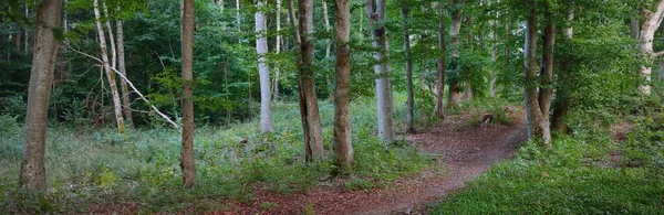 Picturesque Scenery Dark Green Beech Forest Mighty Tree Trunks Close — Fotografia de Stock