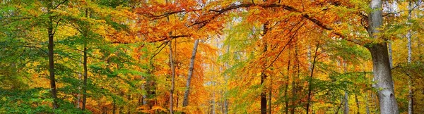 Panoramic View Hills Beech Tree Forest Mighty Tree Trunks Yellow — Stock Photo, Image