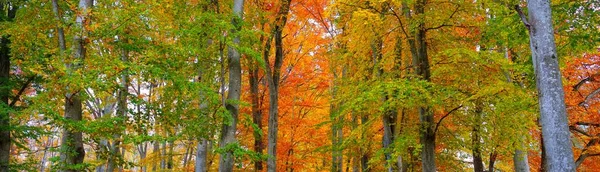 Панорамный Вид Холмы Лесу Букового Дерева Могучие Стволы Деревьев Желтые — стоковое фото