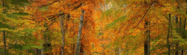 Kayın ağacı ormanındaki tepelerin panoramik manzarası. Güçlü ağaç gövdeleri, sarı, kırmızı, turuncu yapraklar. Idyllic sonbahar manzarası. Sonbahar mevsimi, ekoloji, doğa, çevre, eko-turizm, eğlence. Almanya