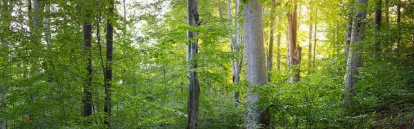 Picturesque Scenery Dark Green Beech Forest Mighty Tree Trunks Close — Stockfoto