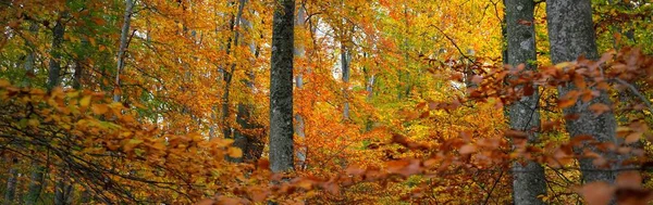 Панорама Пагорбів Буковому Лісі Міцні Стовбури Дерев Жовте Червоне Апельсинове — стокове фото