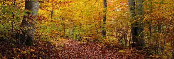 Panoramautsikt Åsene Bøkeskog Mektige Trestammer Gule Røde Oransje Blader Idyllisk – stockfoto