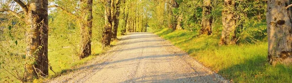 Пустая Сельская Дорога Аллея Через Красочные Лиственные Деревья Зелеными Золотыми — стоковое фото