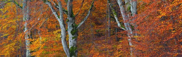 Blick Auf Die Hügel Einem Buchenwald Mächtige Baumstämme Gelbe Rote — Stockfoto
