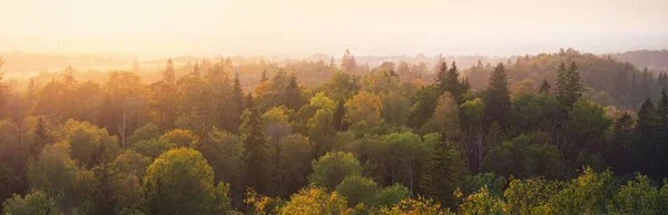 Pittoreska Panoramautsikt Antenn Landskap Gyllene Höstskog Mäktiga Träd Mjukt Solljus — Stockfoto