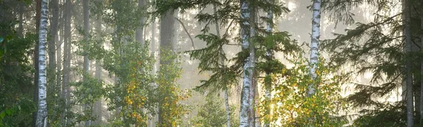 Majestueus Bos Een Mist Machtige Bomen Kleurrijke Bladeren Mos Varens — Stockfoto