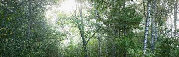 Sis içindeki görkemli orman. Güçlü ağaçlar, renkli yapraklar, yosun, eğrelti otu, bitkiler. Atmosferik panoramik manzara. Yumuşak güneş ışığı, güneş ışınları. Ekoloji, mevsimler, sonbahar, eko turizm