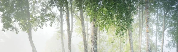 Sis içindeki görkemli orman. Güçlü ağaçlar, renkli yapraklar, yosun, eğrelti otu, bitkiler. Atmosferik panoramik manzara. Yumuşak güneş ışığı, güneş ışınları. Ekoloji, mevsimler, sonbahar, eko turizm