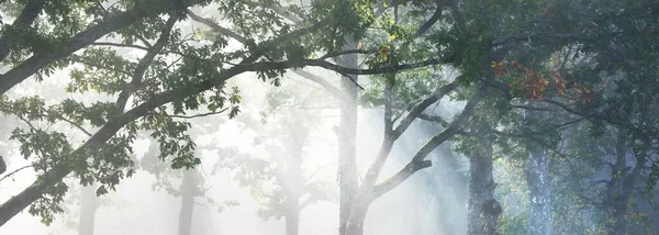 Paesaggio Pittoresco Della Foresta Oscura Una Nebbia Misteriosa All Alba — Foto Stock