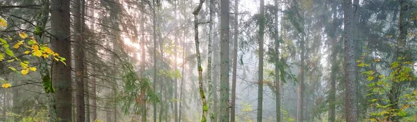 Forêt Majestueuse Dans Brouillard Arbres Puissants Feuilles Colorées Mousse Fougère — Photo