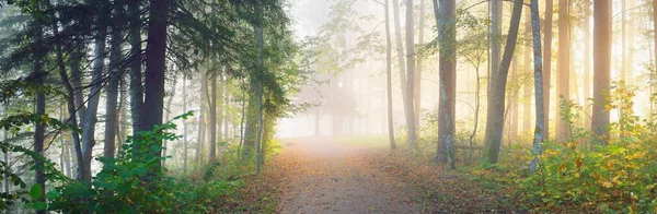 在一片神秘的晨雾中穿过常绿的森林 自然隧道般的五彩斑斓的树木 柔和的光线 Idyllic秋季场景 大气景观 拉脱维亚 — 图库照片