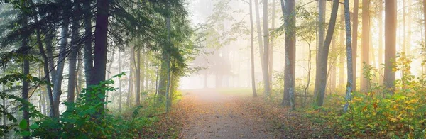 Camino Través Del Bosque Siempreverde Una Misteriosa Niebla Matutina Túnel — Foto de Stock