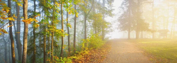 神秘的な朝の霧の中で森の中を通り抜けて カラフルな木々の自然のトンネル 柔らかい光 牧歌的な秋のシーン 純粋な自然 生態学 大気の風景 ラトビアのシグルダ — ストック写真