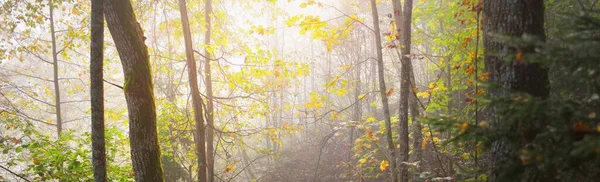 Величний Ліс Тумані Сильні Дерева Різнокольорові Листя Мох Папороть Рослини — стокове фото