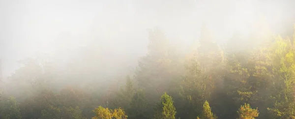 Picturesque Scenery Forest Fog Dark Atmospheric Landscape Fall Season Nature — Fotografia de Stock