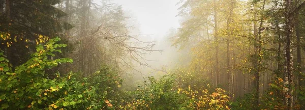 Atmosferyczny Krajobraz Leśnych Wzgórz Mgle Wschodzie Słońca Złote Światło Promienie — Zdjęcie stockowe
