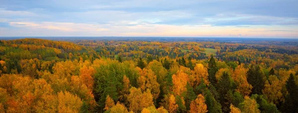 Schilderachtig Panoramisch Luchtlandschap Van Een Gouden Herfstbos Machtige Bomen Zacht — Stockfoto